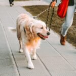 Celular no passeio: pesquisa liga uso de smartphones a fezes de cães não recolhidas