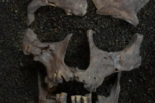 Noz de betel: Indonésia tem uso de psicoativo há 25 mil anos