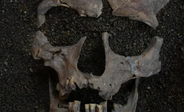 Noz de betel: Indonésia tem uso de psicoativo há 25 mil anos